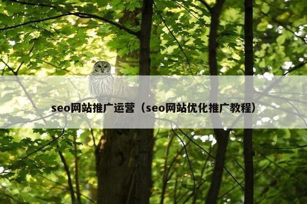 seo网站推广运营（seo网站优化推广教程）