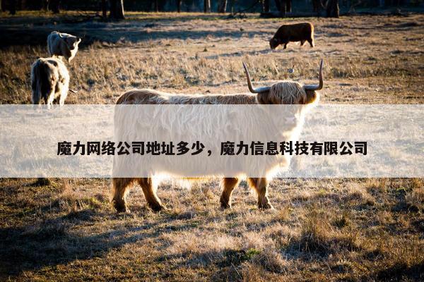 魔力网络公司地址多少，魔力信息科技有限公司