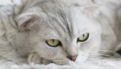 卖翡翠网站设计模板，卖翡翠的网站叫什么