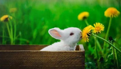 类似沉浸式模板网站推荐（类似沉浸的词语）